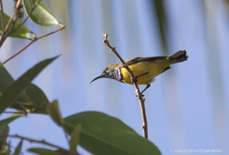 OLIVE BACKED SUNBIRD - MALE (Cinnyris jugularis)