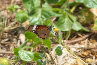 PLAIN TIGER (Danaus chrysippus chrysippus)