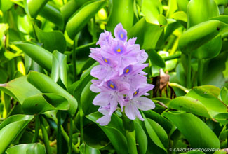 WATER HYACINTH (Eichornia crassipes)