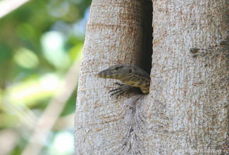 WATER MONITOR - YES, IN A TREE! (varanus salvator)