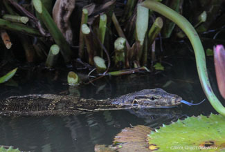 WATER MONITOR (Varanus salvator)