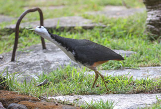 WHITE BREASTED WATER HEN (Amaurornis phoenicurus)