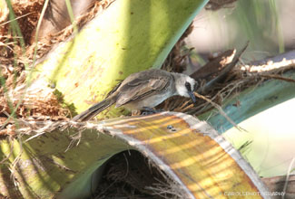 YELLOW VENTED BULBUL (Pycnonotus goiavier)
