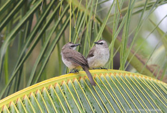 YELLOW VENTED BULBUL (Pycnonotus goiavier)
