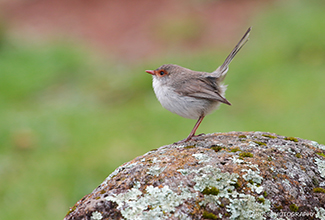 SUPERB FAIRYWREN - FEMALE (Malurus cyaneus)