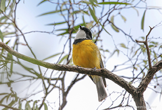 AUSTRALIAN GOLDEN WHISTLER - Male (Pachycephala pectoralis)