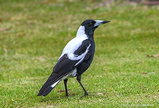 AUSTRALIAN MAGPIE (Cracticus tibicen)