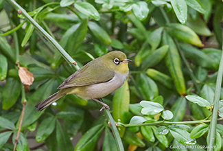 AUSTRALIAN YELLOW WHITE-EYE (Zosterops luteus)