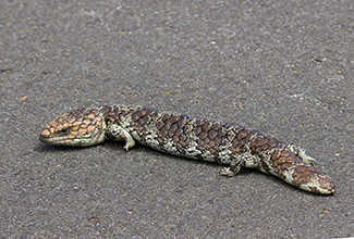 BOBTAIL, SHINGLEBACK OR PINECONE (Tiliqua rugosa)