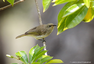 BROWN HONEYEATER (Lichmera indistincta)