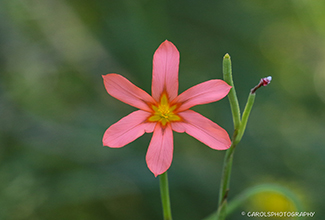 CAPE TULIP (Moraea flaccida)