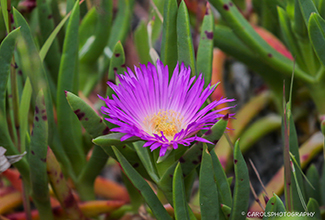 COASTAL PIGFACE (Carpobrotus virescens)