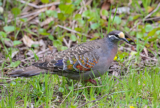 COMMON BRONZE WING DOVE (Phaps chalcoptera)
