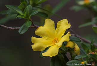 CUTLEAF HIBBERTIA (Hibbertia cuneiformis)