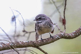 GREY FANTAIL (Rhipidura albiscapa)