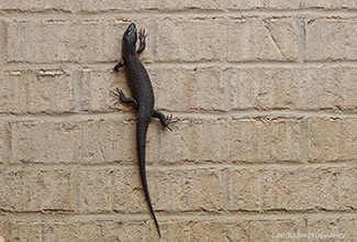 KINGS SKINK (Egernia kingii)
