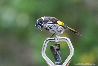NEW HOLLAND HONEYEATER (Phylidonyris novaehollandiae)