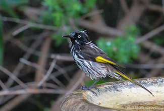 NEW HOLLAND HONEYEATER (Phylidonyris novaehollandiae)
