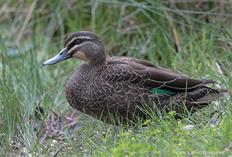 PACIFIC BLACK DUCK (Anas superciliosa)