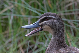 PACIFIC BLACK DUCK (Anas superciliosa)
