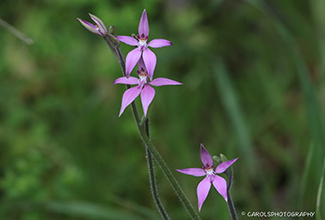 PINK FAIRY ORCHID (Caladenia latifolia)