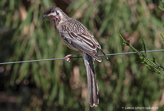 RED WATTLEBIRD (Anthochaera carunculata)
