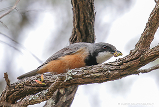 RUFOUS WHISTLER (Pachycephala rufiventris)