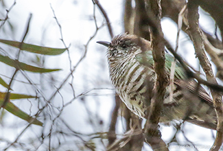 SHINING BRONZE-CUCKOO (Chrysococcyx lucidus)