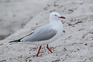 SILVER GULL (Chroicocephalus novaehollandiae)
