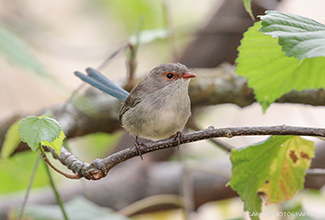 SPLENDID FAIRY WREN - Female (Malurus splendens)