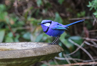 SPLENDID FAIRY WREN - Male (Malurus splendens)