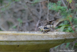 WHITE BROWED SCRUB WREN