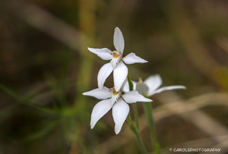 WHITE FAIRY ORCHID (Caladenia marginata)