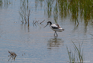 AVOCET (Recurvirostra avosetta)