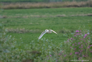 BARN OWL (Tyto alba)