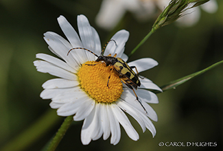 BLACK AND YELLOW LONGHORN BEETLE (Rutpela maculata)