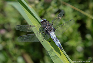 BROAD BODIED CHASER (Libellula depressa)