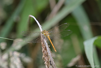 COMMON DARTER - FEMALE (Sympetrum striolatum)