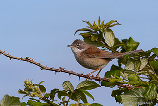 COMMON WHITETHROAT (Sylvia communis)
