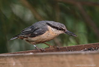 EURASIAN NUTHATCH (Sitta europaea)