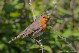 EUROPEAN ROBIN (Erithacus rubecula)