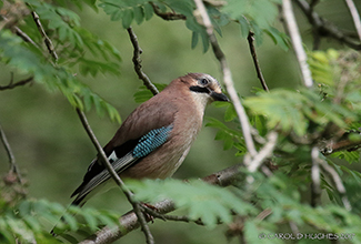 EUROSIAN JAY (Garrulus glandarius)