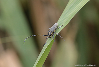 GOLDEN BLOOMED GREY LONGHORN BEETLE (Agapanthia villosoviridescens)