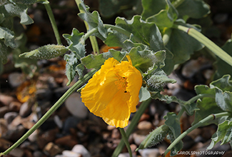 HORNED POPPY (Glaucium flavum)
