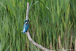 KINGFISHER (Alcedo atthis)