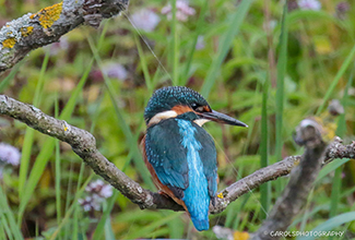 KINGFISHER (Alcedo atthis)