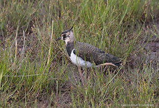 LAPWING (Vanellinae)