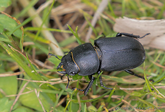 LESSER STAG BEETLE (Dorcus parallelipipedus)