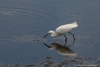 LITTLE EGRET (Egretta garzetta)