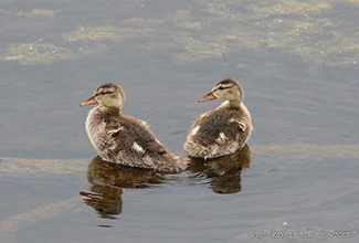MALLARD DUCKLINGS (Anas platyrhynchos)